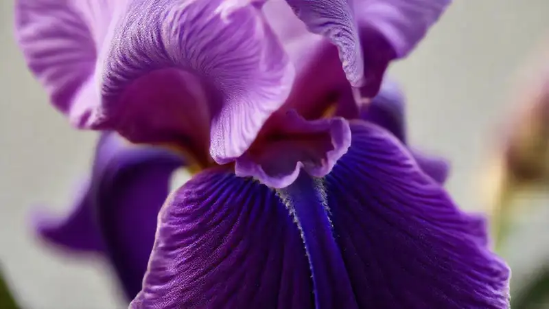 Iris floral: aroma elegante y sofisticado