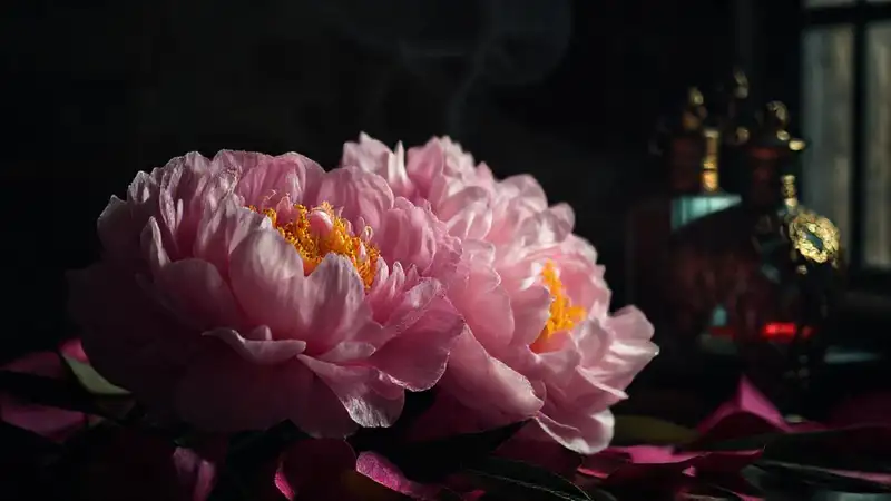 Peonías lujosas en estudio oscuro