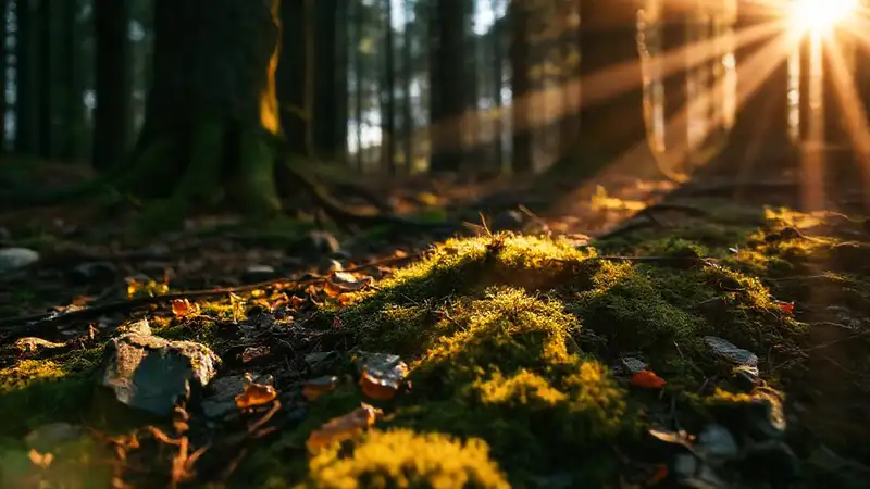 El bosque emana un aroma terroso y cálido