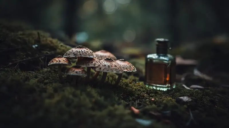 Bosque místico