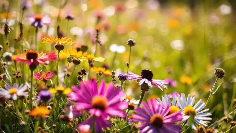 Flores silvestres vibrantes iluminan un prado