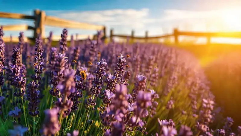 El campo de lavanda es un sueño