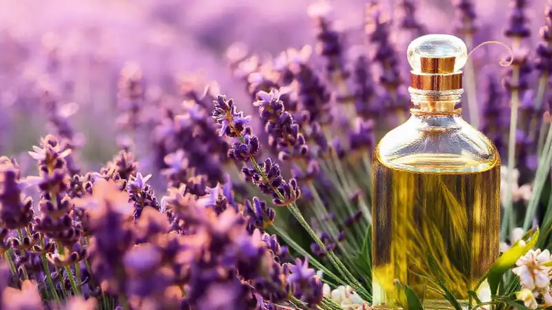 Campos de lavanda crean belleza aromática