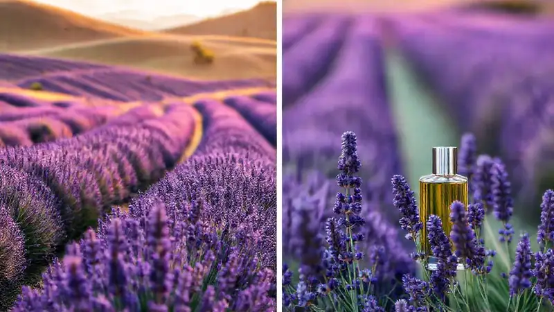 Campos de lavanda: belleza y fragancia