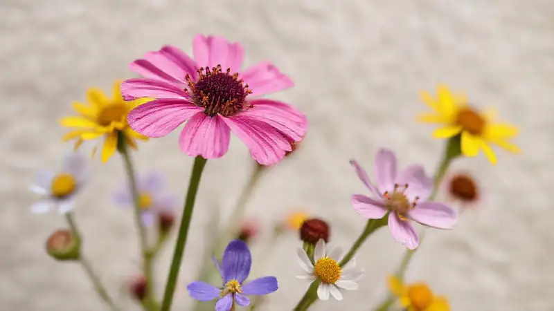 Flores silvestres vibrantes en detalle